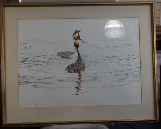 Michael Hampton (1937-) Courting Grebes, 20.5 x 29in.